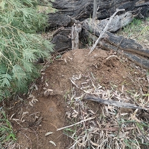 Nasutitermes exitiosus at Watson, ACT - 4 Jun 2024