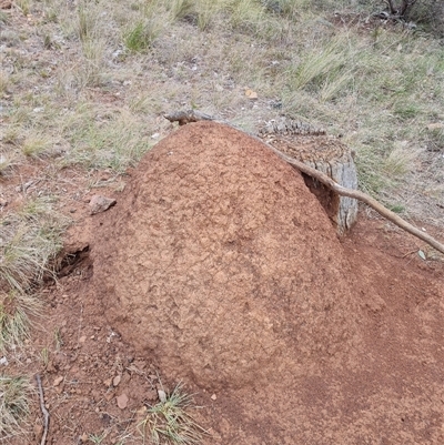 Nasutitermes exitiosus (Snouted termite, Gluegun termite) at Hackett, ACT - 4 Jun 2024 by DonFletcher