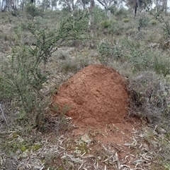 Nasutitermes exitiosus (Snouted termite, Gluegun termite) at Campbell, ACT - 4 Jun 2024 by DonFletcher