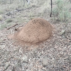 Nasutitermes exitiosus (Snouted termite, Gluegun termite) at Campbell, ACT - 4 Jun 2024 by DonFletcher