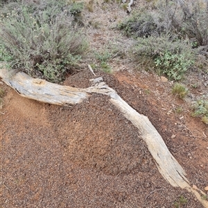 Nasutitermes exitiosus at Hackett, ACT - 4 Jun 2024