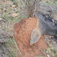 Nasutitermes exitiosus (Snouted termite, Gluegun termite) at Hackett, ACT - 4 Jun 2024 by DonFletcher