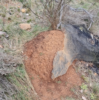 Nasutitermes exitiosus (Snouted termite, Gluegun termite) at Hackett, ACT - 4 Jun 2024 by DonFletcher