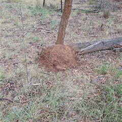 Nasutitermes exitiosus (Snouted termite, Gluegun termite) at Hackett, ACT - 4 Jun 2024 by DonFletcher