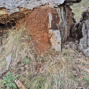 Nasutitermes exitiosus at Hackett, ACT - 4 Jun 2024