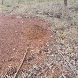 Nasutitermes exitiosus at Hackett, ACT - 4 Jun 2024