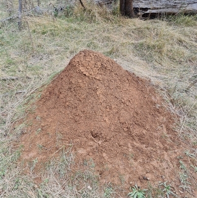 Nasutitermes exitiosus (Snouted termite, Gluegun termite) at Hackett, ACT - 4 Jun 2024 by DonFletcher