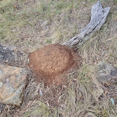 Nasutitermes exitiosus (Snouted termite, Gluegun termite) at Hackett, ACT - 4 Jun 2024 by DonFletcher