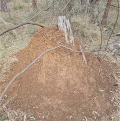 Nasutitermes exitiosus (Snouted termite, Gluegun termite) at Hackett, ACT - 4 Jun 2024 by DonFletcher