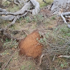 Nasutitermes exitiosus (Snouted termite, Gluegun termite) at Hackett, ACT - 4 Jun 2024 by DonFletcher