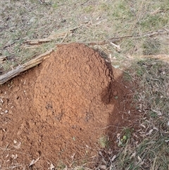 Nasutitermes exitiosus (Snouted termite, Gluegun termite) at Hackett, ACT - 4 Jun 2024 by DonFletcher