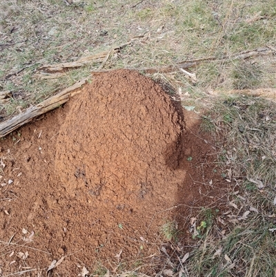 Nasutitermes exitiosus (Snouted termite, Gluegun termite) at Hackett, ACT - 4 Jun 2024 by DonFletcher