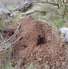 Nasutitermes exitiosus (Snouted termite, Gluegun termite) at Hackett, ACT - 4 Jun 2024 by DonFletcher