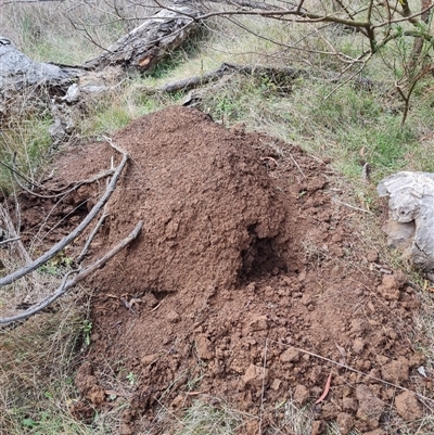 Nasutitermes exitiosus (Snouted termite, Gluegun termite) at Hackett, ACT - 4 Jun 2024 by DonFletcher