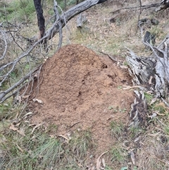 Nasutitermes exitiosus (Snouted termite, Gluegun termite) at Hackett, ACT - 4 Jun 2024 by DonFletcher