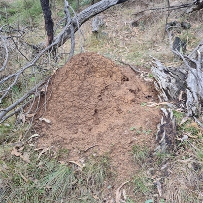 Nasutitermes exitiosus (Snouted termite, Gluegun termite) at Hackett, ACT - 4 Jun 2024 by DonFletcher