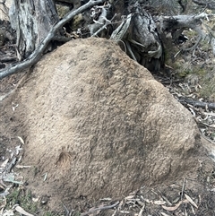 Nasutitermes exitiosus (Snouted termite, Gluegun termite) at O'Connor, ACT - 4 Jun 2024 by DonFletcher