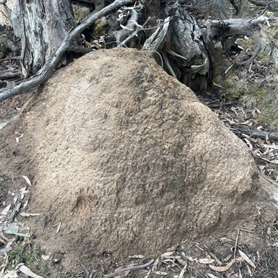 Nasutitermes exitiosus (Snouted termite, Gluegun termite) at O'Connor, ACT - 4 Jun 2024 by DonFletcher