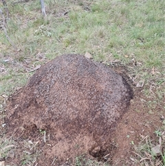 Nasutitermes exitiosus (Snouted termite, Gluegun termite) at Hackett, ACT - 4 Jun 2024 by DonFletcher