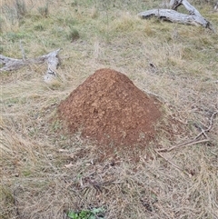 Nasutitermes exitiosus (Snouted termite, Gluegun termite) at Hackett, ACT - 4 Jun 2024 by DonFletcher