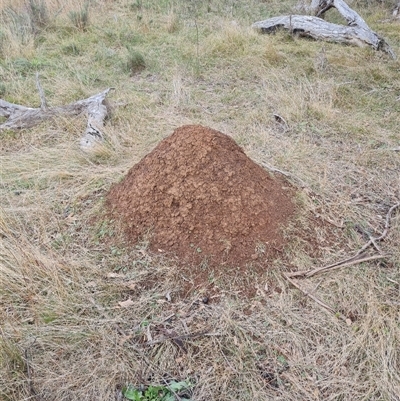 Nasutitermes exitiosus (Snouted termite, Gluegun termite) at Hackett, ACT - 4 Jun 2024 by DonFletcher