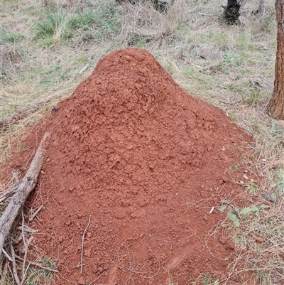 Nasutitermes exitiosus (Snouted termite, Gluegun termite) at Hackett, ACT - 4 Jun 2024 by DonFletcher