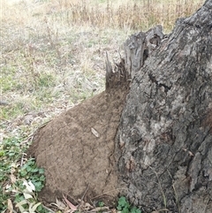 Nasutitermes exitiosus (Snouted termite, Gluegun termite) at Hackett, ACT - 4 Jun 2024 by DonFletcher