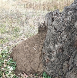 Nasutitermes exitiosus at Hackett, ACT - 4 Jun 2024