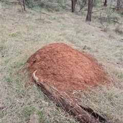 Nasutitermes exitiosus (Snouted termite, Gluegun termite) at Hackett, ACT - 4 Jun 2024 by DonFletcher