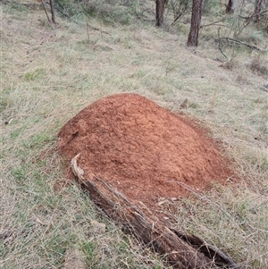 Nasutitermes exitiosus at Hackett, ACT - 4 Jun 2024