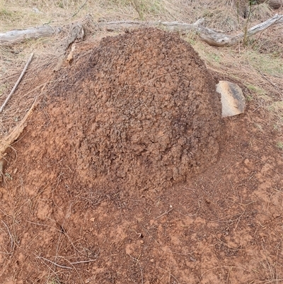 Nasutitermes exitiosus (Snouted termite, Gluegun termite) at Hackett, ACT - 4 Jun 2024 by DonFletcher