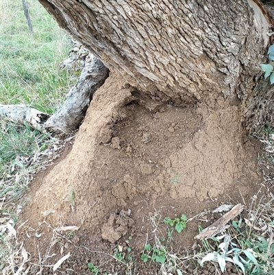 Nasutitermes exitiosus (Snouted termite, Gluegun termite) at Hackett, ACT - 4 Jun 2024 by DonFletcher