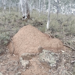 Nasutitermes exitiosus (Snouted termite, Gluegun termite) at Campbell, ACT - 4 Jun 2024 by DonFletcher