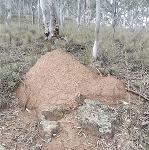 Nasutitermes exitiosus at Campbell, ACT - 4 Jun 2024