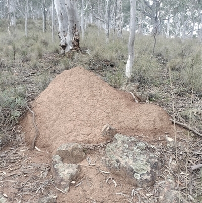 Nasutitermes exitiosus (Snouted termite, Gluegun termite) at Campbell, ACT - 4 Jun 2024 by DonFletcher