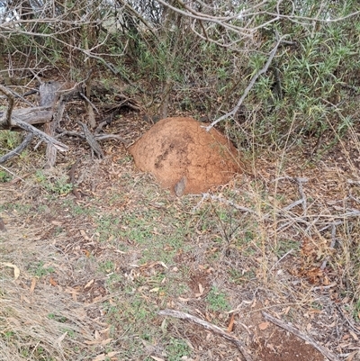 Nasutitermes exitiosus (Snouted termite, Gluegun termite) at Hackett, ACT - 4 Jun 2024 by DonFletcher