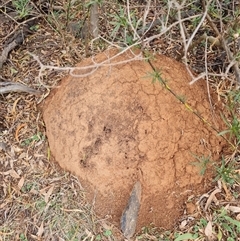 Nasutitermes exitiosus at Hackett, ACT - 4 Jun 2024