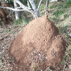 Nasutitermes exitiosus (Snouted termite, Gluegun termite) at Hackett, ACT - 4 Jun 2024 by DonFletcher