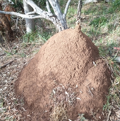 Nasutitermes exitiosus (Snouted termite, Gluegun termite) at Hackett, ACT - 4 Jun 2024 by DonFletcher