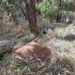 Nasutitermes exitiosus (Snouted termite, Gluegun termite) at Watson, ACT - 4 Jun 2024 by DonFletcher