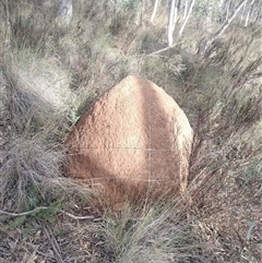 Nasutitermes exitiosus (Snouted termite, Gluegun termite) at Campbell, ACT - 4 Jun 2024 by DonFletcher