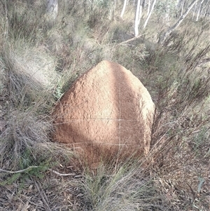 Nasutitermes exitiosus at Campbell, ACT - 4 Jun 2024