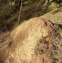 Nasutitermes exitiosus (Snouted termite, Gluegun termite) at Watson, ACT - 4 Jun 2024 by DonFletcher