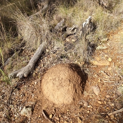 Nasutitermes exitiosus (Snouted termite, Gluegun termite) at Watson, ACT - 4 Jun 2024 by DonFletcher