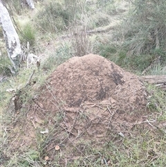 Nasutitermes exitiosus (Snouted termite, Gluegun termite) at Watson, ACT - 4 Jun 2024 by DonFletcher