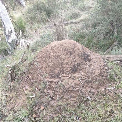 Nasutitermes exitiosus (Snouted termite, Gluegun termite) at Watson, ACT - 4 Jun 2024 by DonFletcher