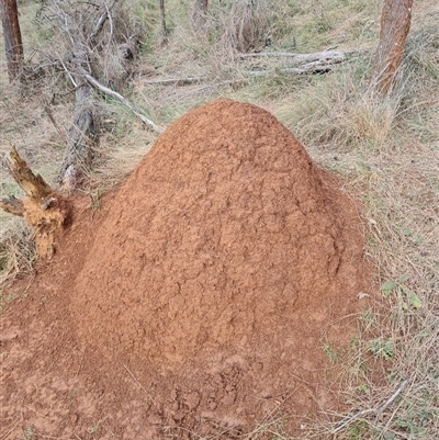 Nasutitermes exitiosus (Snouted termite, Gluegun termite) at Hackett, ACT - 4 Jun 2024 by DonFletcher