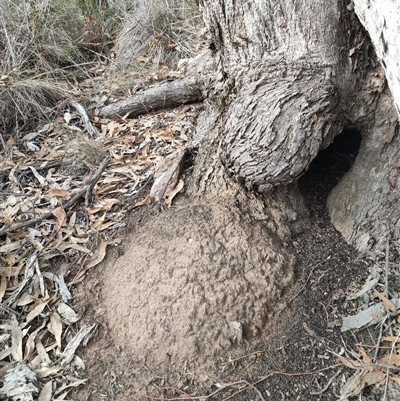 Nasutitermes exitiosus (Snouted termite, Gluegun termite) at Hackett, ACT - 4 Jun 2024 by DonFletcher