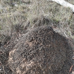 Nasutitermes exitiosus (Snouted termite, Gluegun termite) at Hackett, ACT - 4 Jun 2024 by DonFletcher