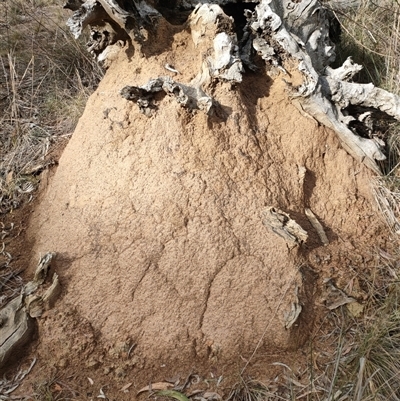 Nasutitermes exitiosus (Snouted termite, Gluegun termite) at Hackett, ACT - 4 Jun 2024 by DonFletcher